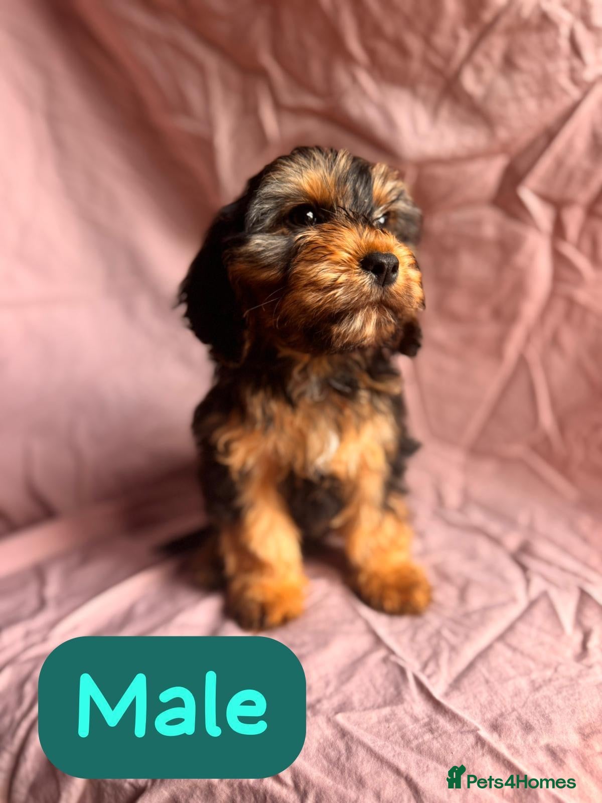 Cockapoo Puppy 4