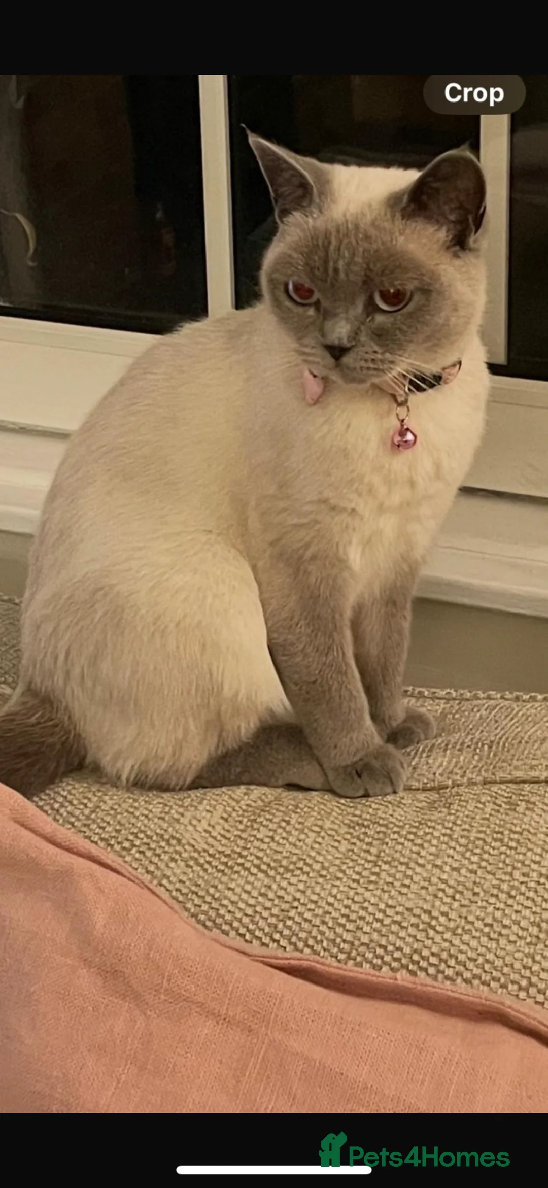 British Shorthair cats for sale: Chunky GCCF British shorthair  - Advert 2