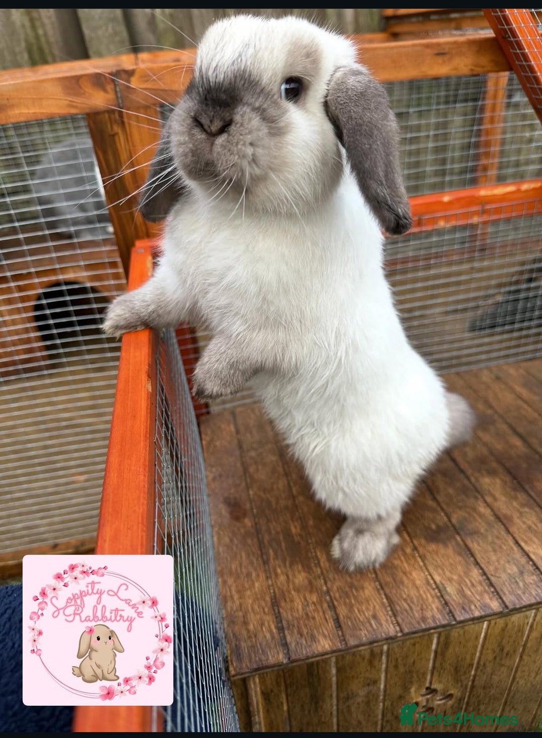 Mini Lop rabbits for sale: Vaccinated Purebred Minilops  - Image 5