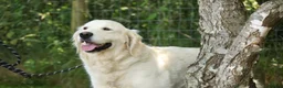 Golden Retriever dogs for sale: Beautiful KC Reg Golden Retriever Puppies - Advert 22
