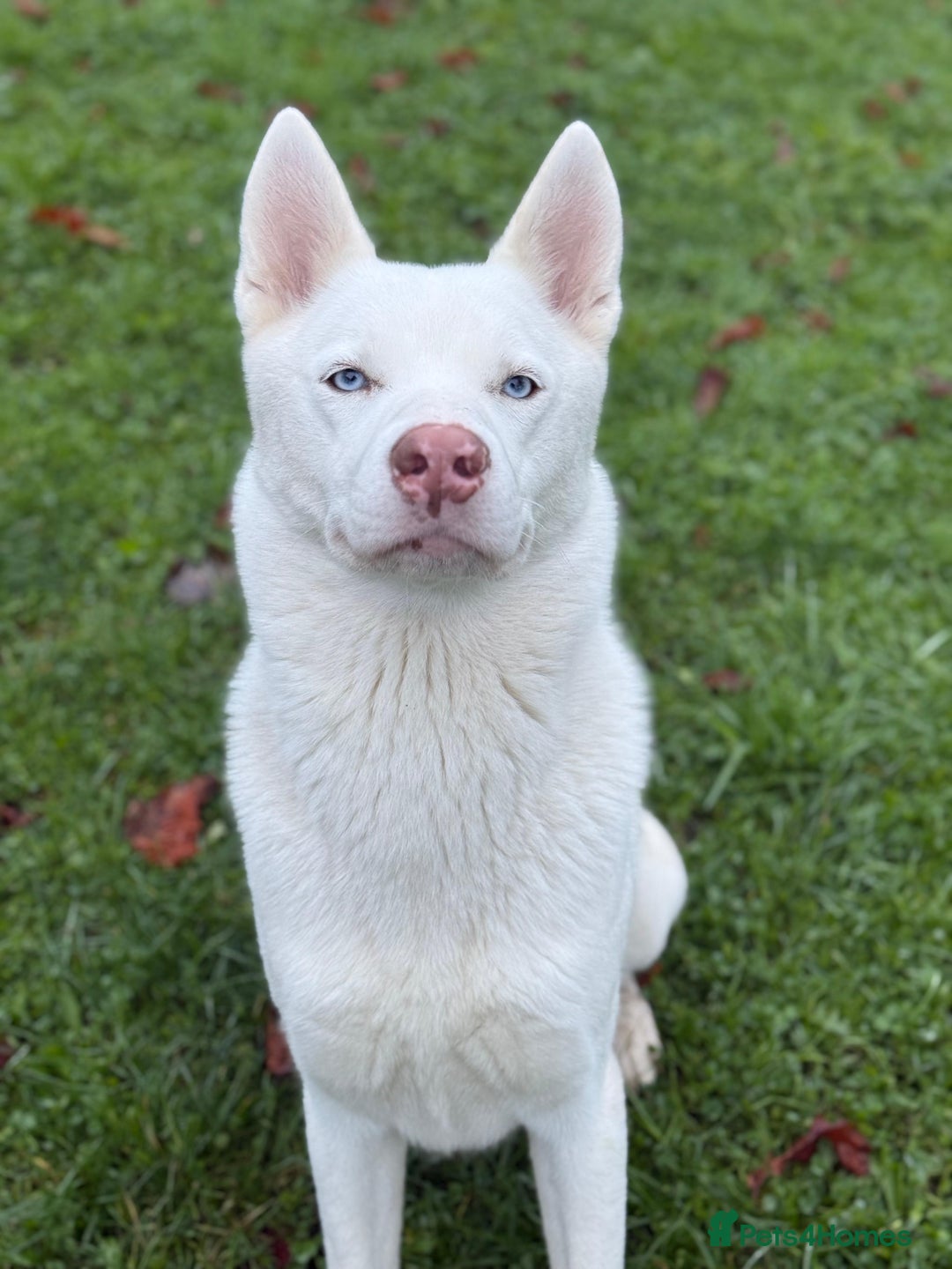 Siberian Husky dogs for sale: Rocco - Advert 4