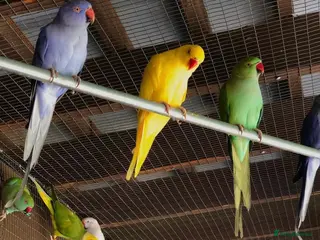 Ringnecks birds Ringnecks - Advert 10