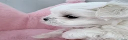 Maltese dogs for sale: ❤️Gorgeous Korean baby girl ❤️ - Advert 3