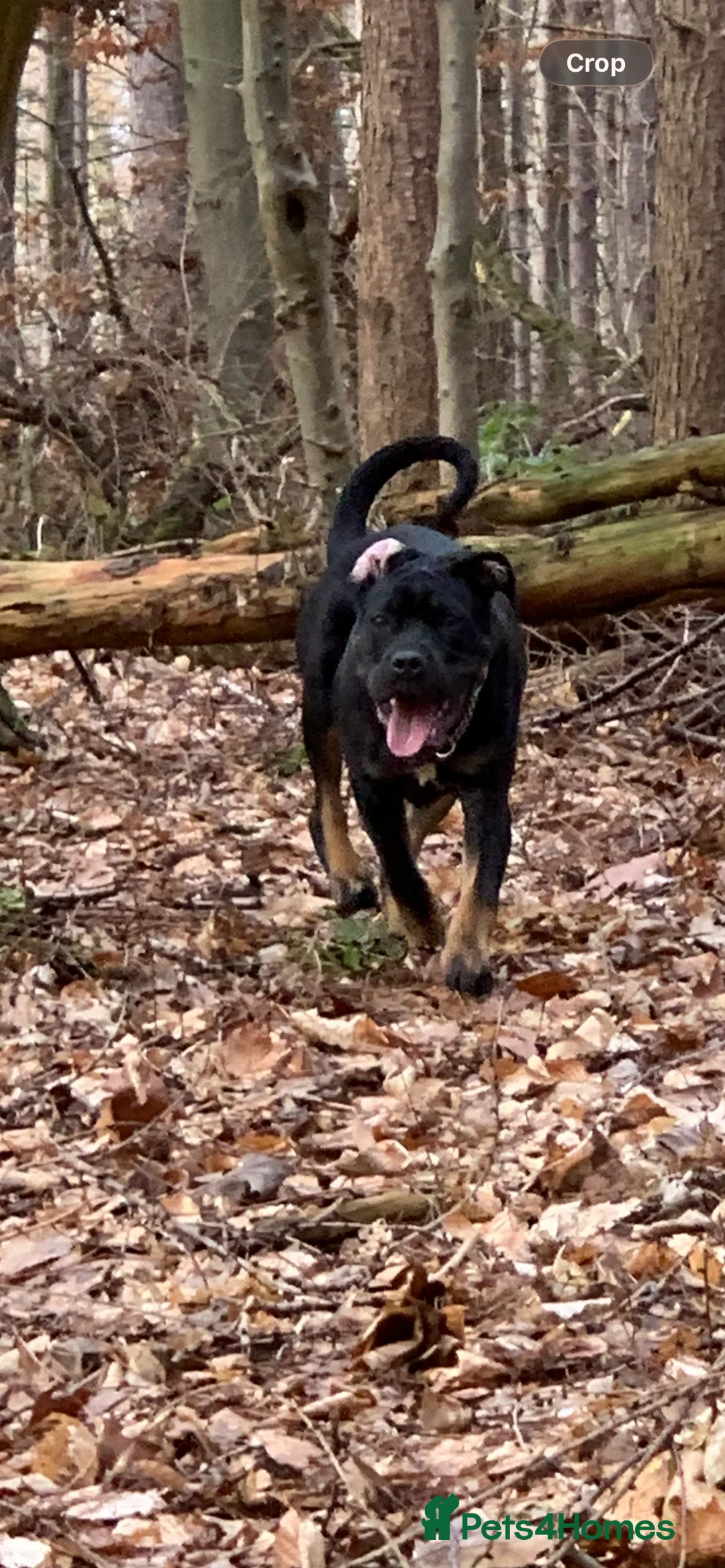 Mixed Breed dogs for sale: Staffy cross  - Advert 2