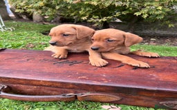 Labrador Retriever dogs for sale: Dark Red and Yellow KC reg DNA Clear Lab Puppies - Image 11
