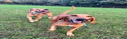 Segugio Italiano dogs for sale: Bruno - Segugio Italiano  in Fareham - Advert 6