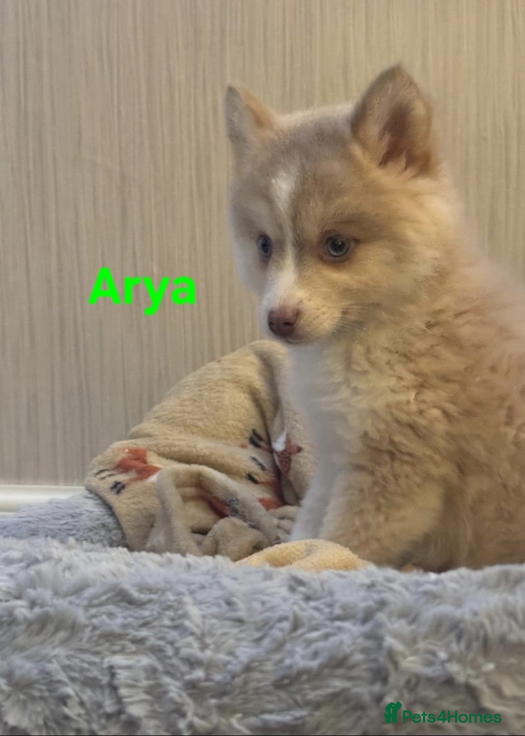 Pomsky dogs for sale: 3 Boys leftStunning Blue eyed F4 Pomsky pups - Advert 14