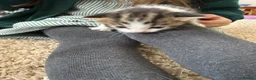 Mixed Breed cats for sale: Male kittens for sale  - Advert 7