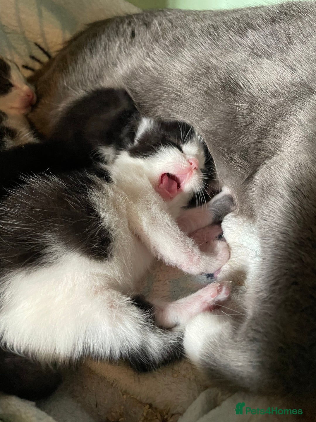 Mixed Breed cats for sale: Adorable kittens ready for  **   - Advert 5