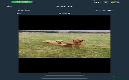 Labrador Retriever dogs for sale: Labrador Pups - Image 3