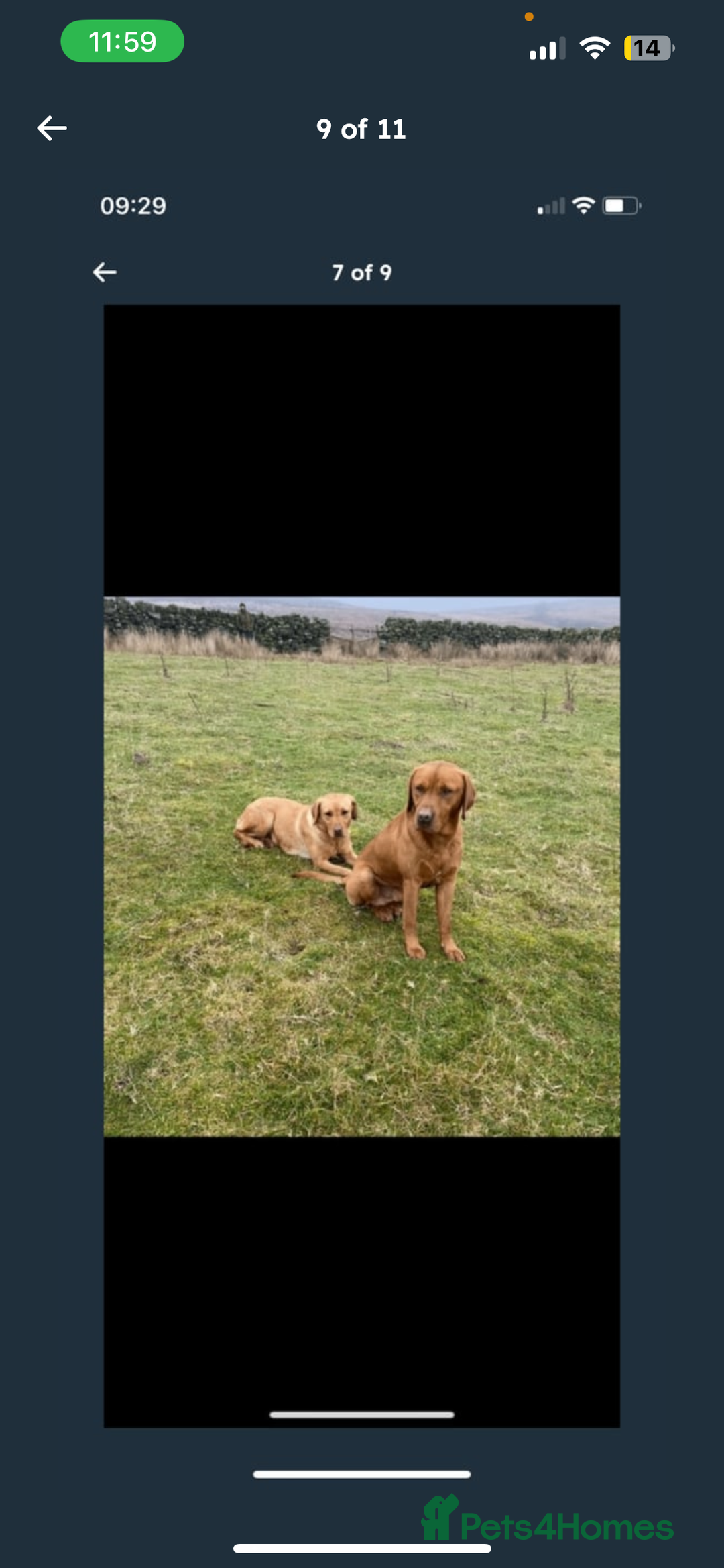 Labrador Retriever dogs for sale: Labrador Pups - Image 3