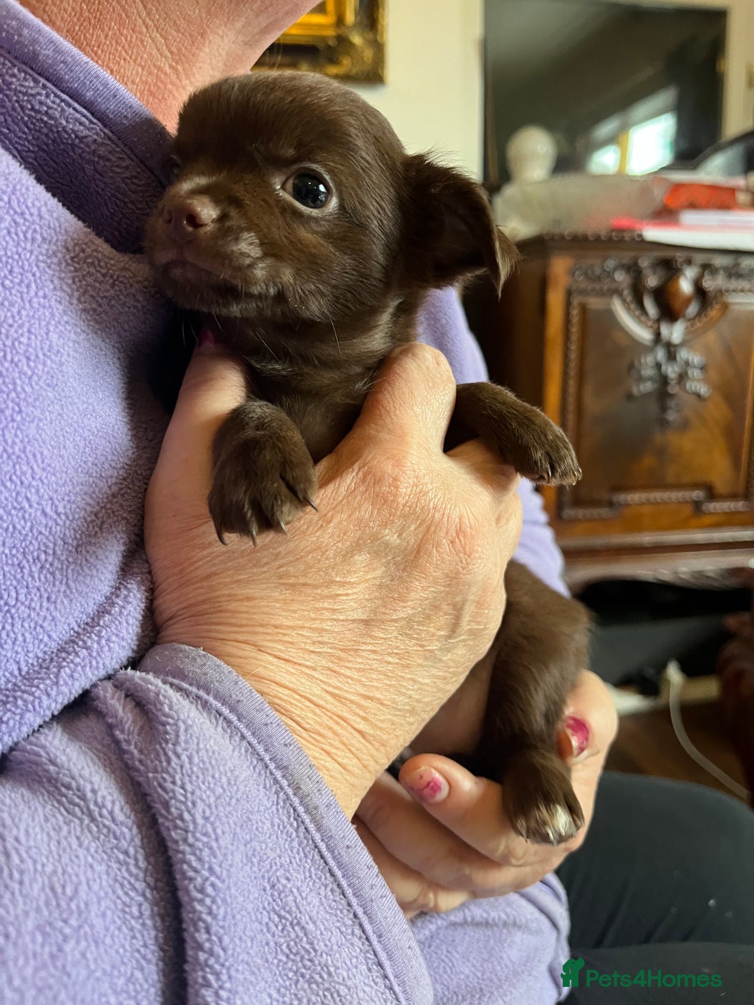 Chihuahua dogs for sale: Rare chocolate chihuahua puppies - Image 36