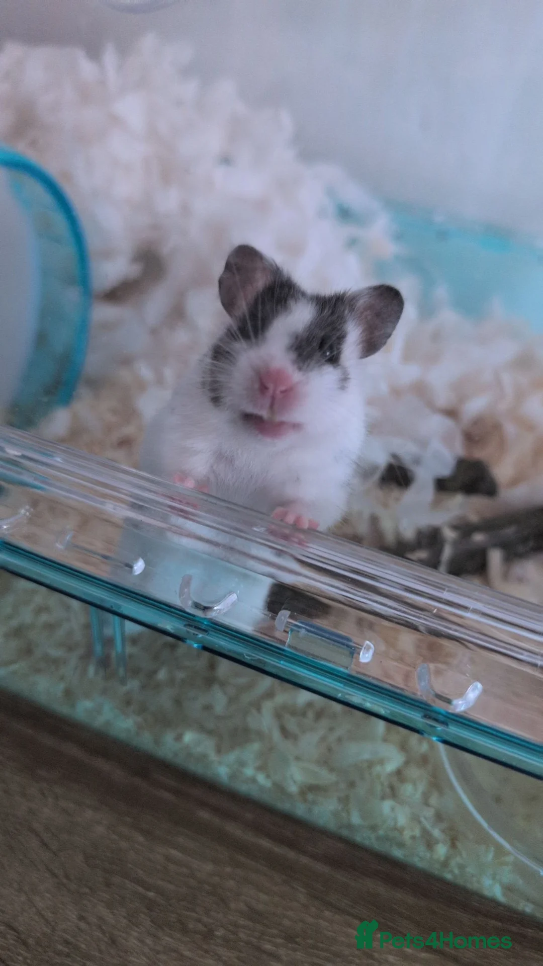 Hamster rodents for sale: Hamster in Saint Helens - Advert 2