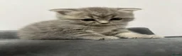 Scottish Fold cats for sale: Stunning Scottish Fold & Straight Kittens - Advert 2