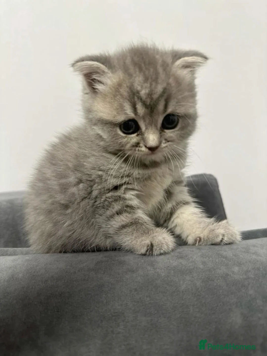 Scottish Fold cats for sale: Stunning Scottish Fold & Straight Kittens - Advert 2