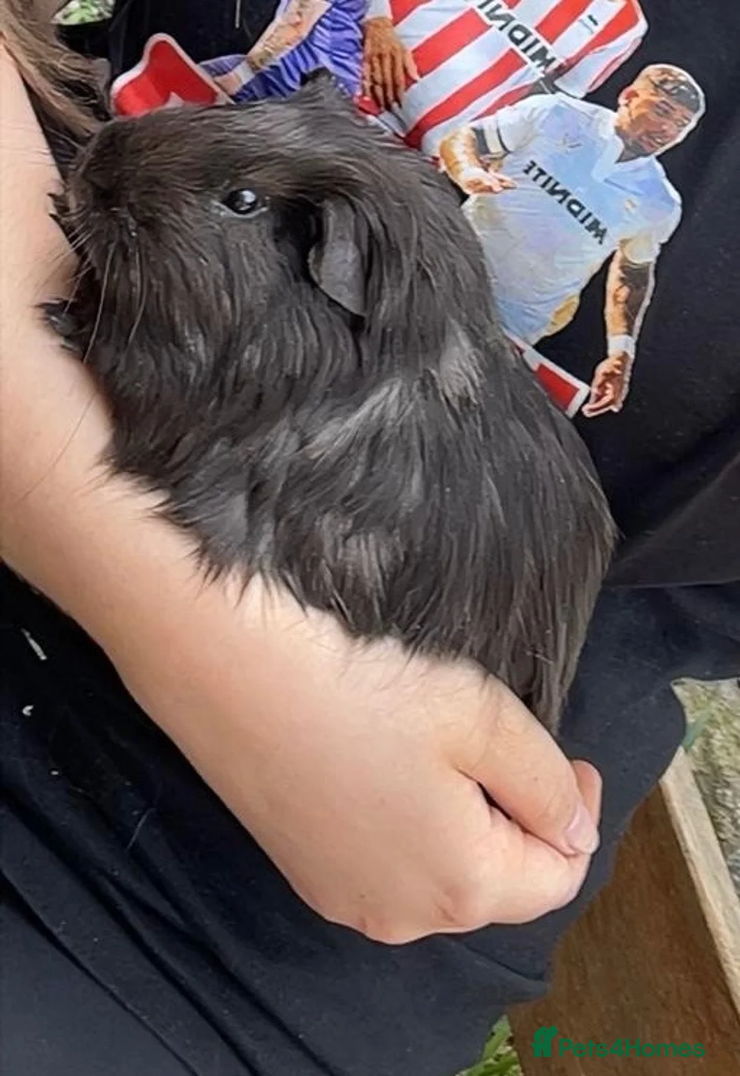 Guinea Pig rodents for sale: FREE Two lovely boys looking for a home  in Bridlington - Advert 3