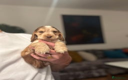 Cocker Spaniel dogs for sale: 🐶 Health-Tested Show-Type Cocke Spaniels 🐶 - Image 18