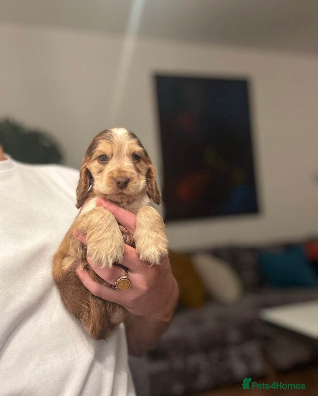 Cocker Spaniel dogs for sale: 🐶 Health-Tested Show-Type Cocke Spaniels 🐶 - Image 18