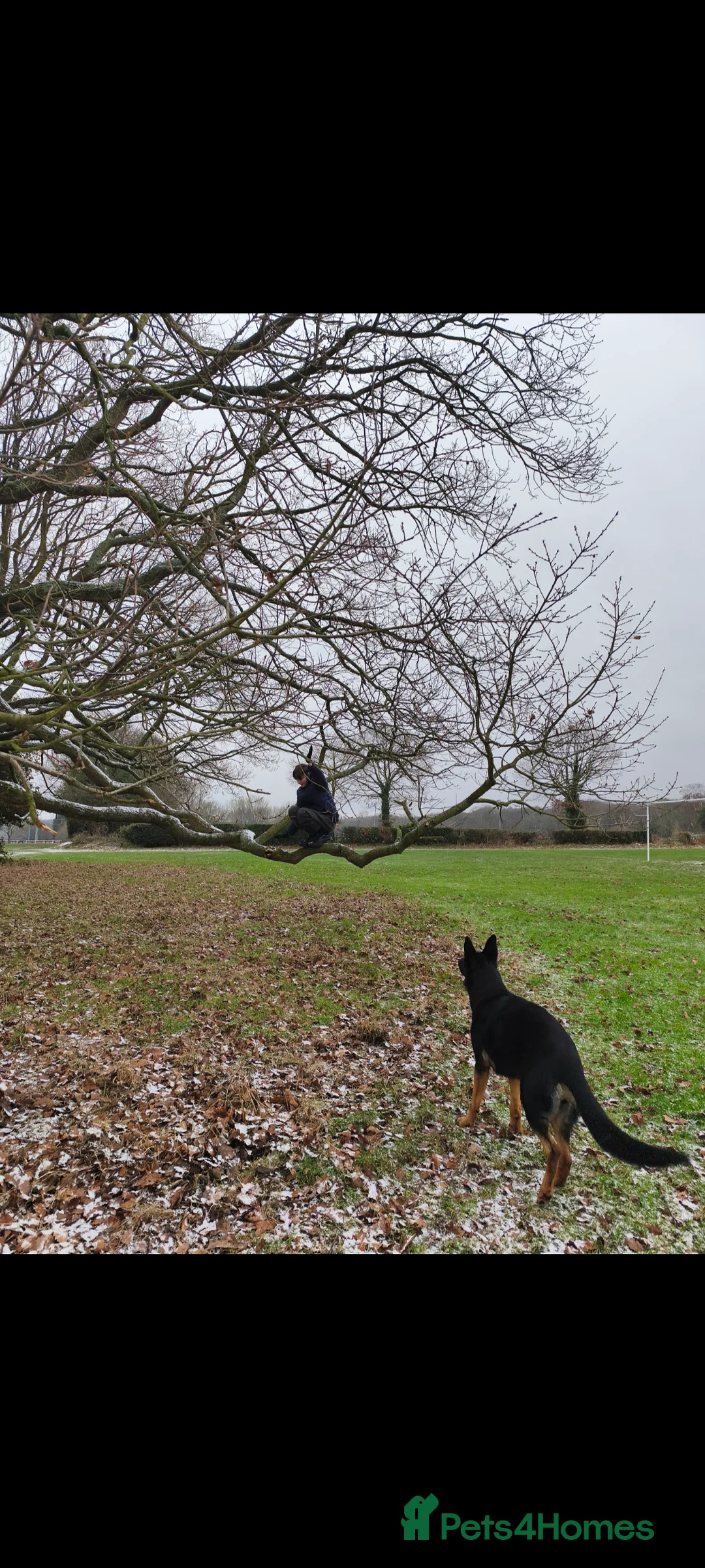 German Shepherd dogs for sale: 2 Female German Shepherd Alsatian Rehome together - Advert 4