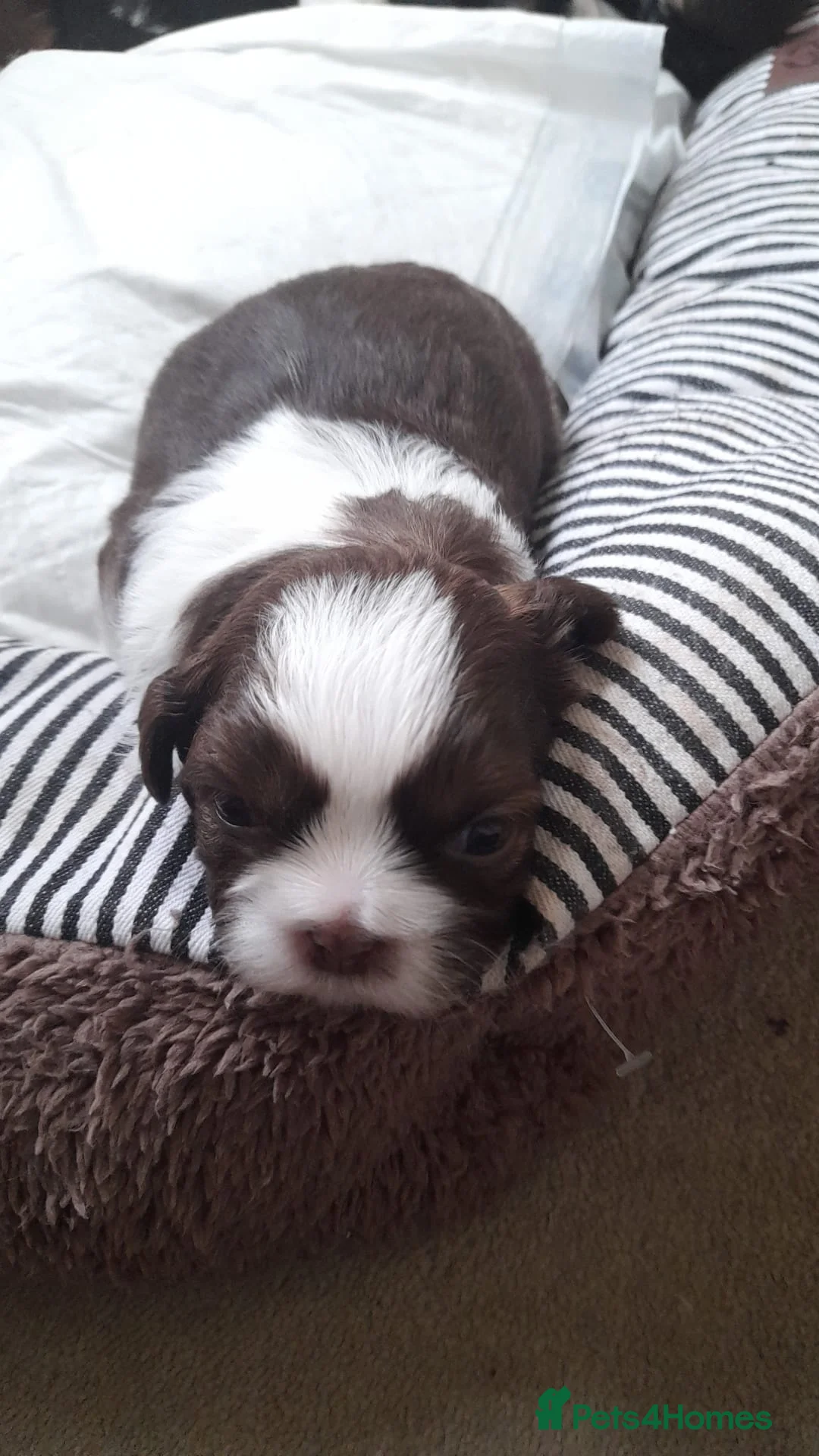Shih Tzu dogs for stud: Kc Registered Shih Tzu for stud in Bournemouth - Advert 17