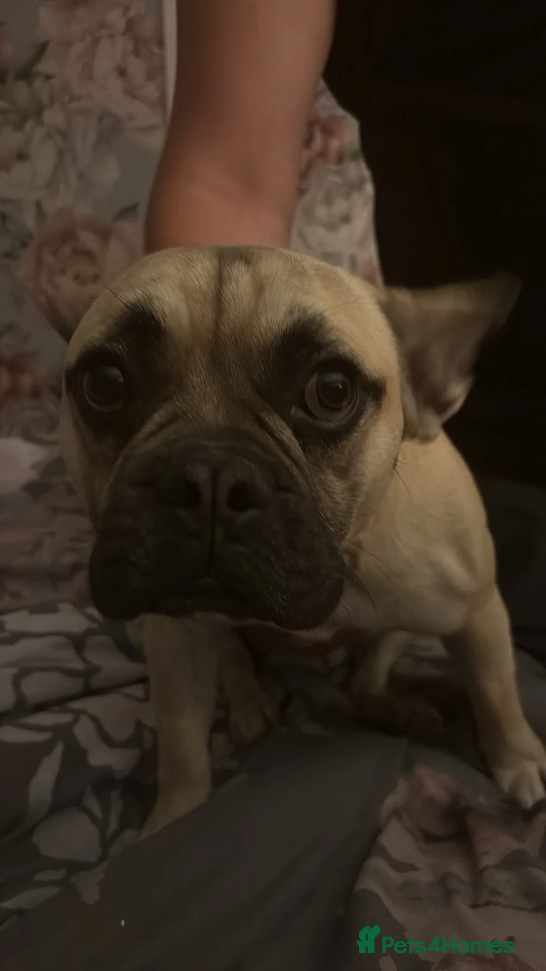 Frug dogs for sale: Sandy in Dudley - Advert 2
