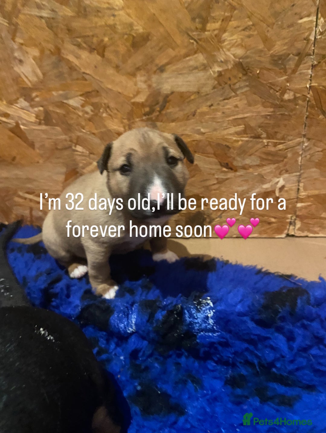 English Bull Terrier dogs for sale: Two female pups for sale - Advert 3