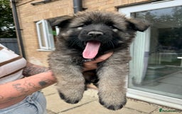 German Shepherd dogs for sale: Last female - Image 2