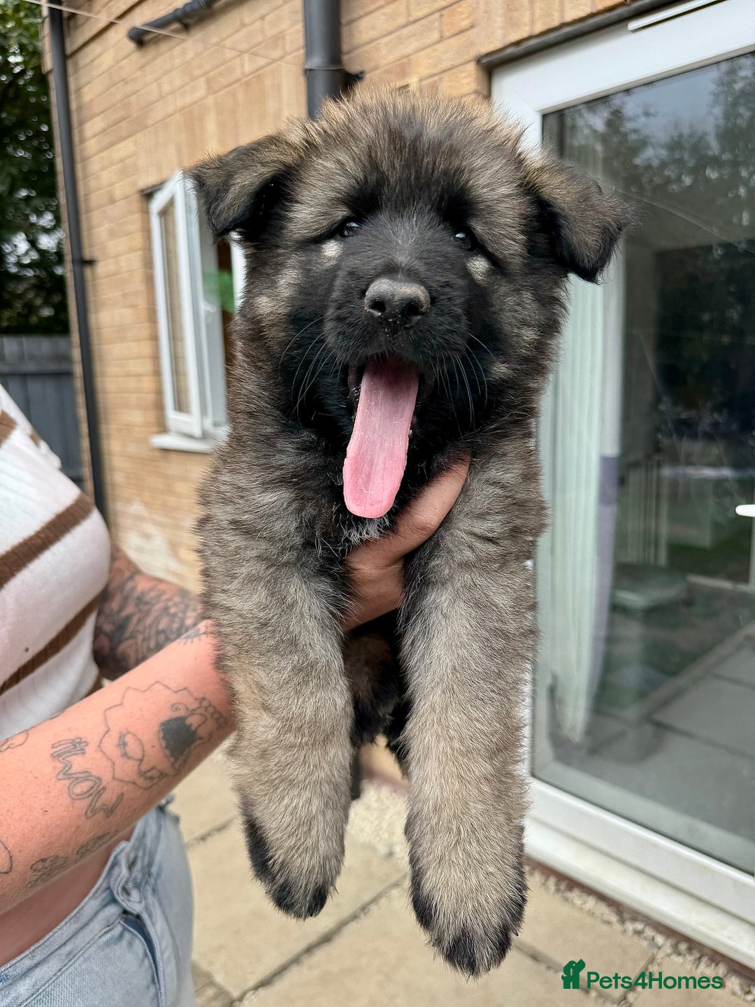 German Shepherd dogs for sale: Last female - Image 2