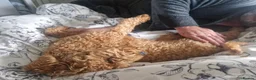 Cockapoo dogs for sale: Luna cockapoo - Advert 5