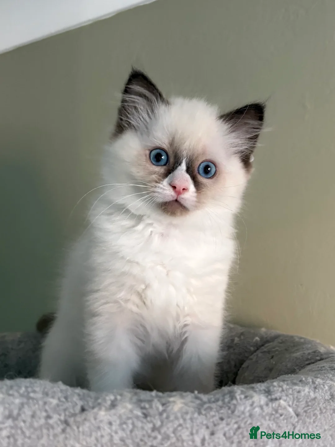 Ragdoll cats for sale: 2 boys ready now - Advert 14