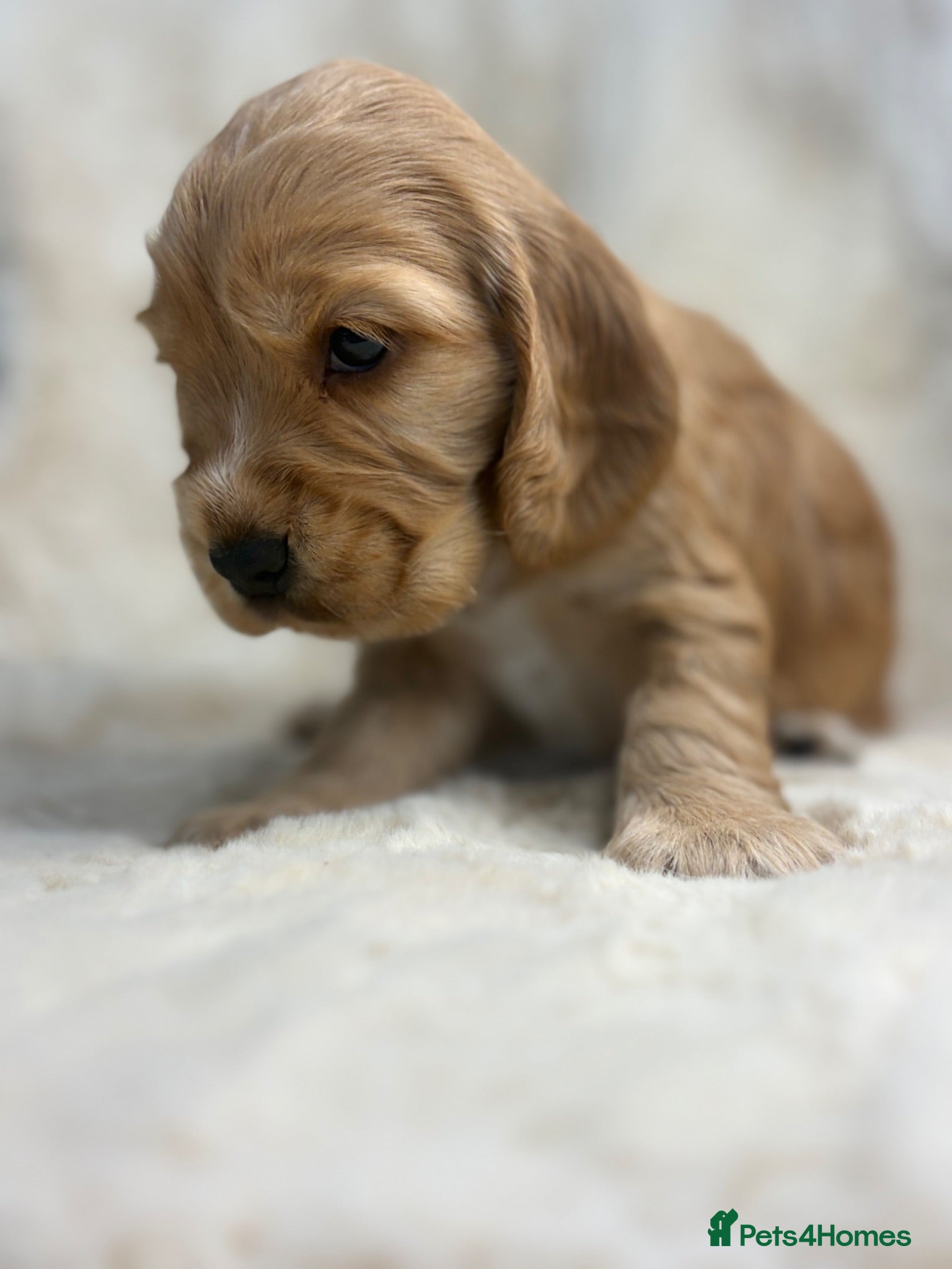 Cocker Spaniel dogs Beautiful show cocker spaniel pups  - Advert 2