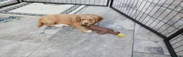 Sprocker dogs for sale: Show f1 Sprocker spaniel puppies - Advert 13