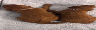 Puppy 5, fox red twin boy Vinnie