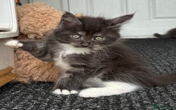 Mixed Breed cats for sale: Maine coon cross  - Image 10