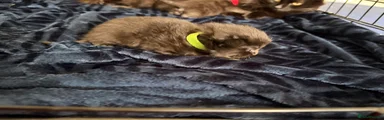 Mixed Breed 1