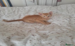 British Shorthair cats for sale: Cute playful smart kittens ready for new homes - Image 3