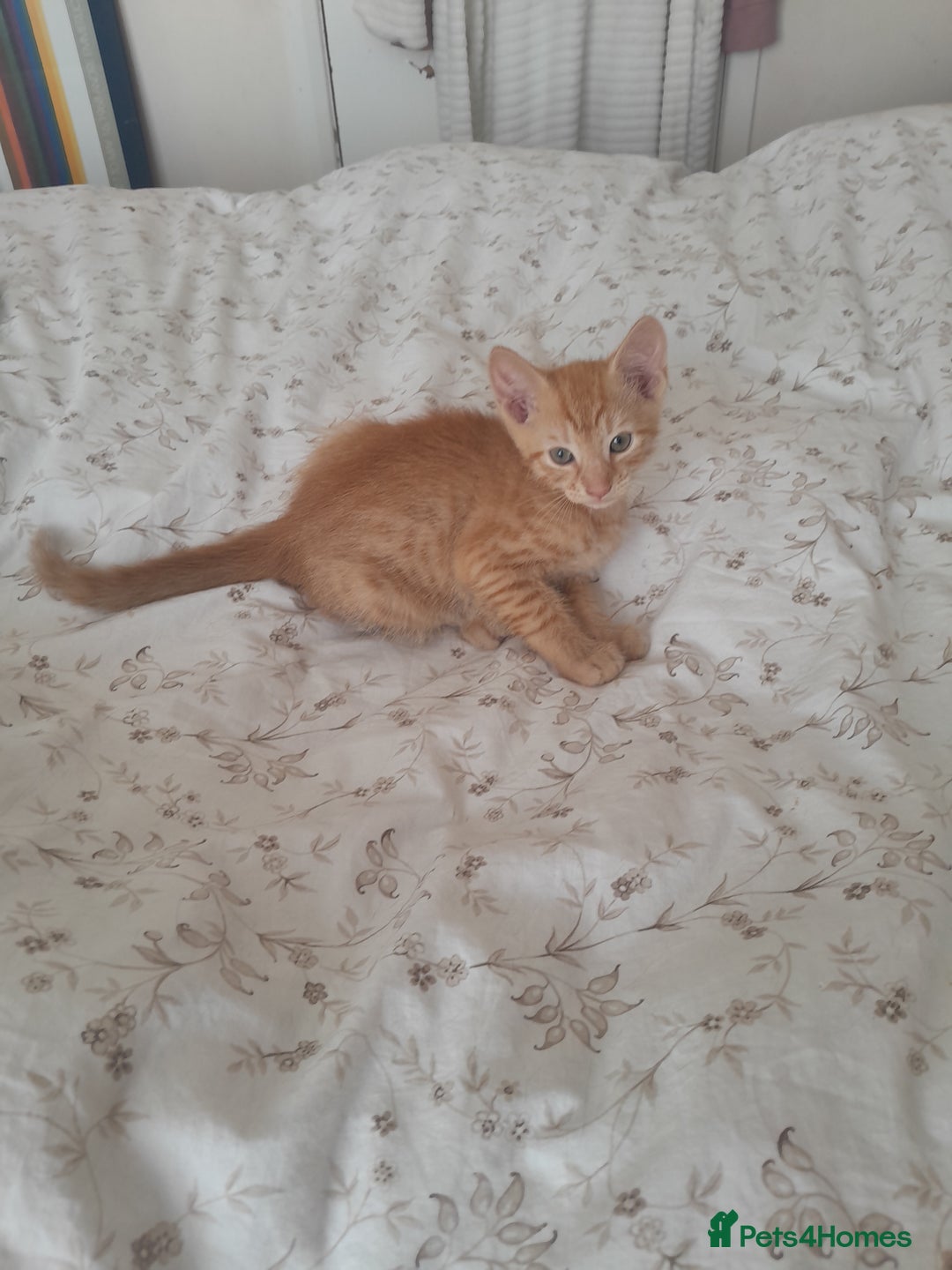 British Shorthair cats for sale: Cute playful smart kittens ready for new homes - Image 3
