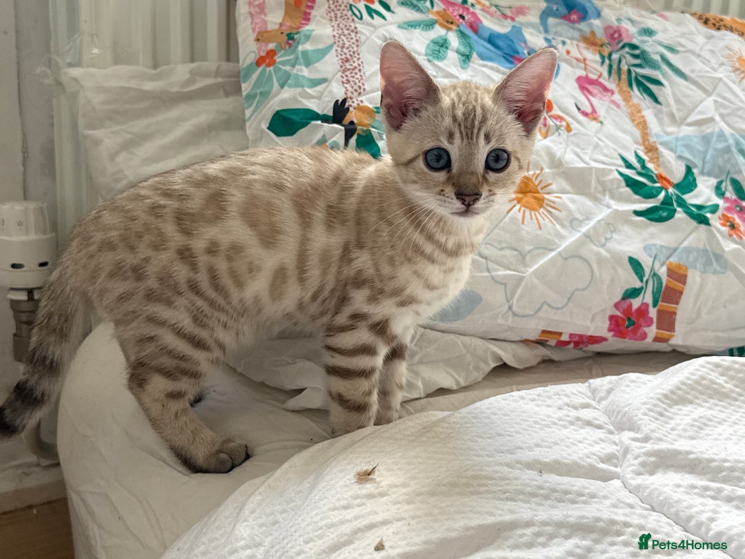 Bengal cats for sale: TICA Registered Snow Bengal kittens  - Image 9