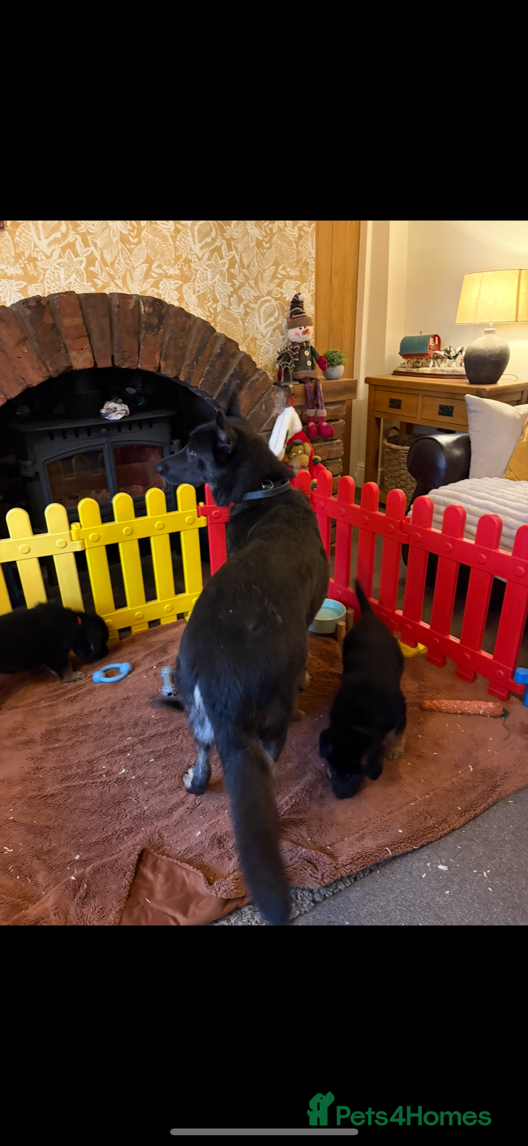 German Shepherd dogs for sale: German shepherd puppies for sale  - Advert 1