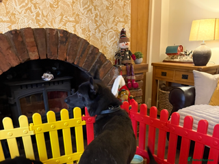 German Shepherd dogs German shepherd puppies for sale - Advert 13