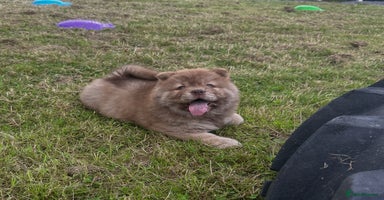 Chow Chow dogs - Advert 2