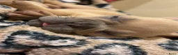 French Bulldog dogs for sale: Male French bulldog  - Advert 6