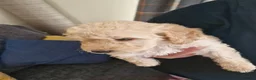 Cockapoo dogs for sale: 1 stunning male cockapoo puppy  in Nottingham - Advert 4