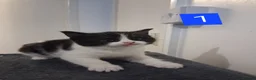 Domestic Shorthair cats for sale: TUXEDO KITTENS  - Advert 6
