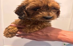 Irish Doodle dogs for sale: REDUCED F1 Miniature Irish Doodle - Image 13