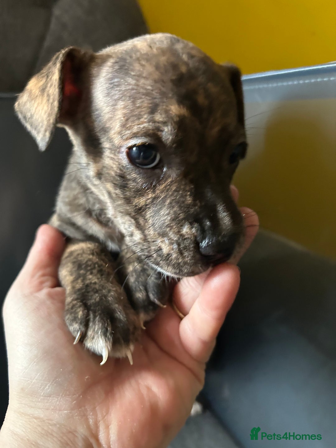 Mixed Breed dogs for sale: Staff plus Staff Jack Puppies  - Advert 6