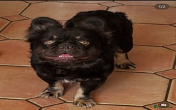 French Bulldog dogs for stud: Cupid 💘, Romeo 💘and Saint 💘for stud - Image 3