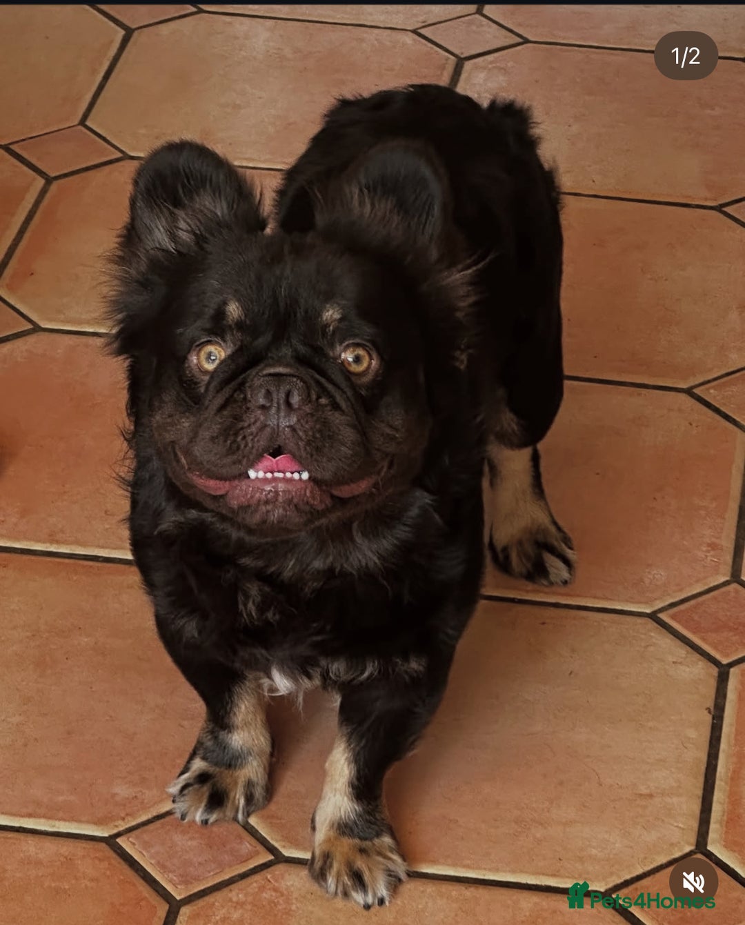 French Bulldog dogs for stud: Cupid 💘, Romeo 💘and Saint 💘for stud - Image 3