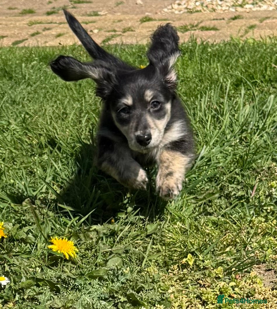 Miniature Dachshund dogs Stunning miniature long haired  - Advert 2