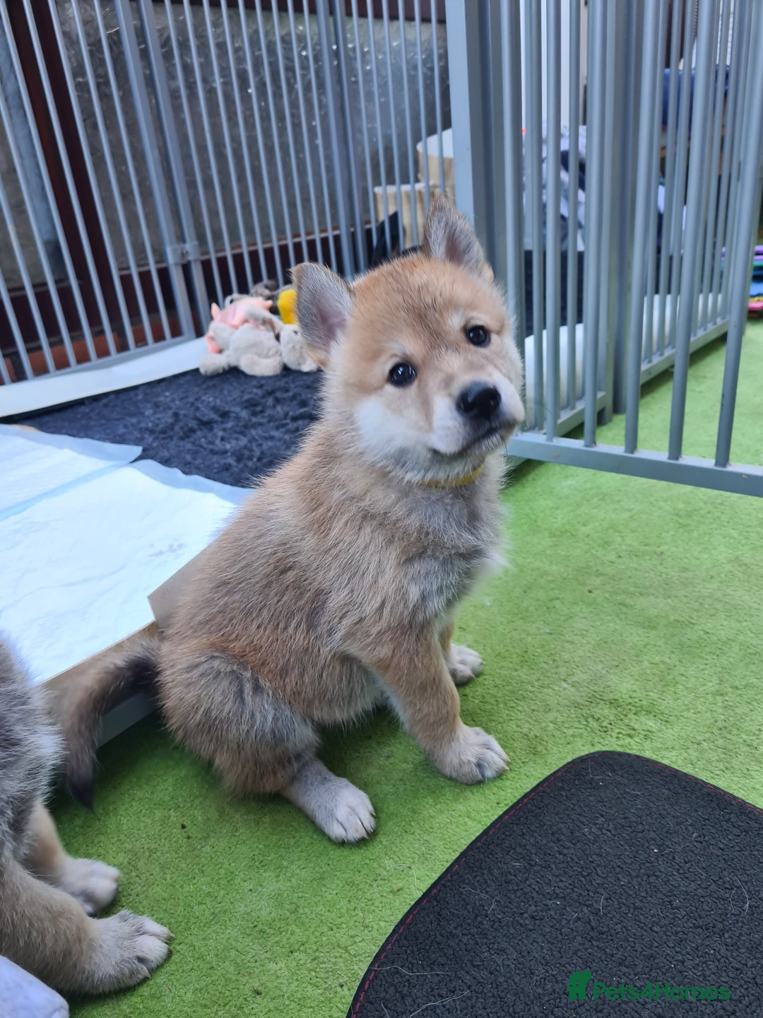 Mixed Breed dogs for sale: Czech Wolfdog × Akita/Malamute Puppies - Advert 18